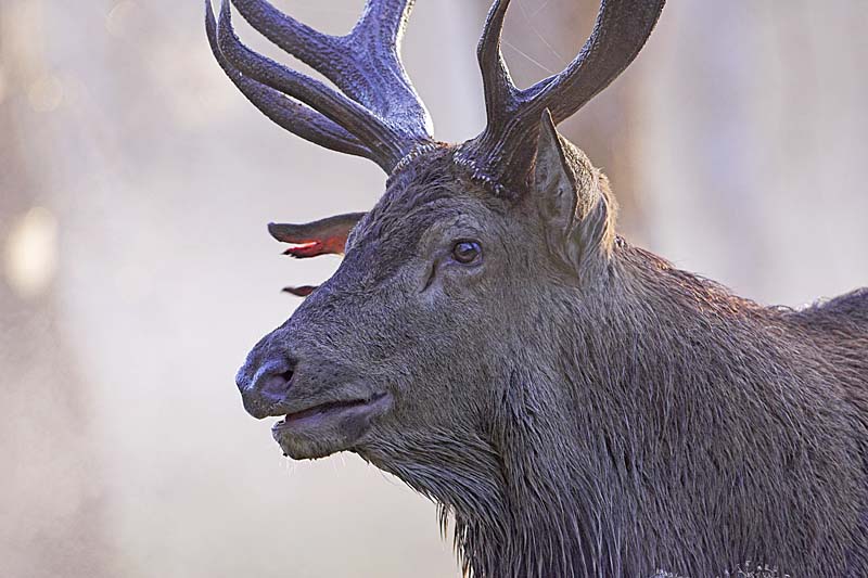 01DD0762 Red deer stag with torn ear Copyright Mike Read.jpg - Red deer Cervus elaphus stag after wallowing during the rutting season